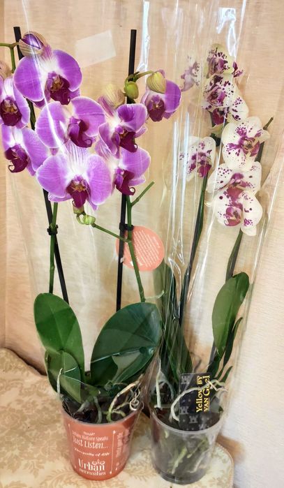 Орхидеи в наличии