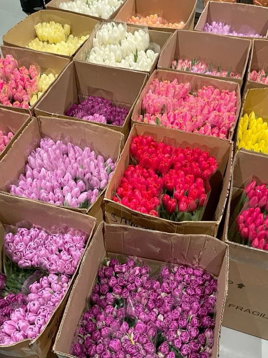 Тюльпаны оптом на 8 марта