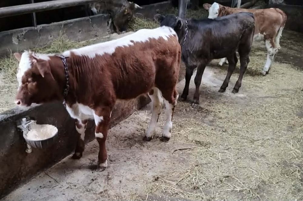 De vânzare 3 vițele două bălțate, si una brună  din mame bune de lapte,
Se vând și la bucată, se pot vedea la fața locului, mai multe detalii la Nr de