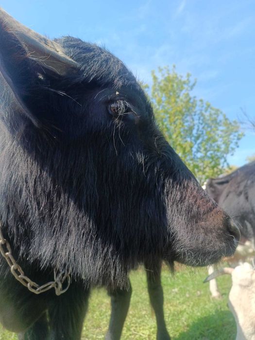 Vand sure stepa cu certificat de origine