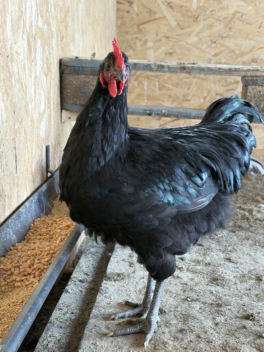 Vând cocoș Australorp tineret- rasa pură