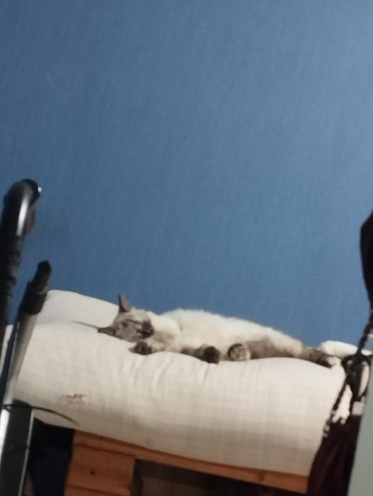Котята Регдолл,5месяцев отроду))