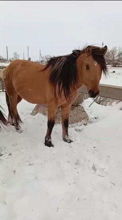 Айғыр айырбас немесе сатылады