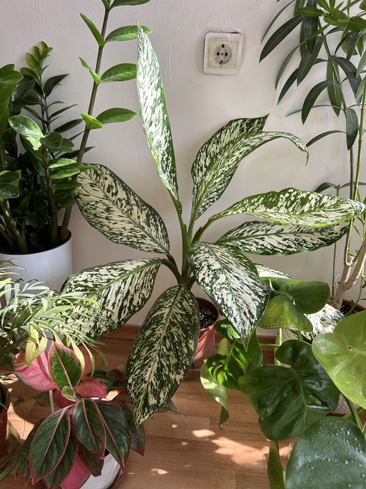 Гүлдердің бағасын білү үшін ватцапқа шығыңыздар.