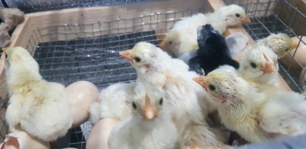 Nest Inkubator     .