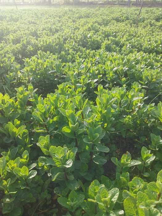 MENTĂ olandeză fresh