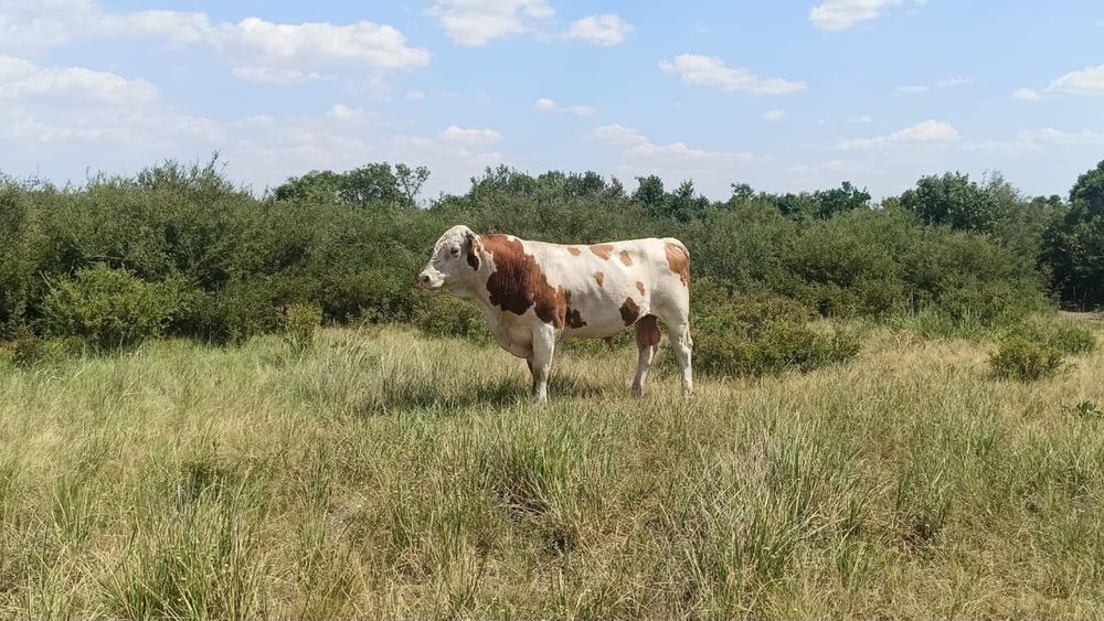 Продам быка производитель . Цена 1 млн 500 тыс