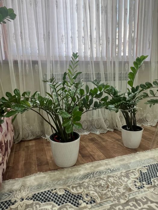 Уй гулдери сатилады