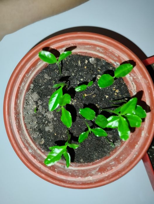 Мандарин из косточки