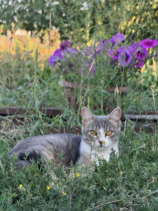 Молодая кошка ищет дом