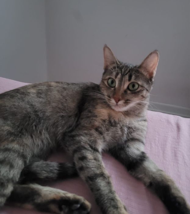 Отдам даром кошка