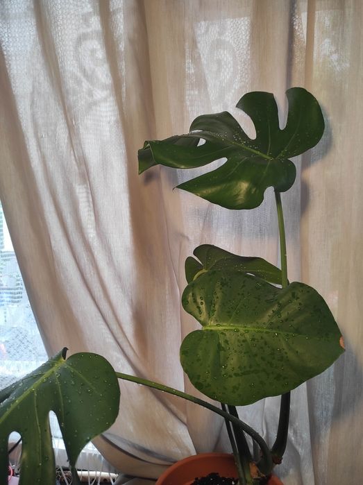 Монстера делисиоса