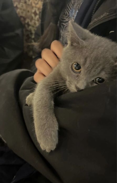 Кошка чистая,хорошая