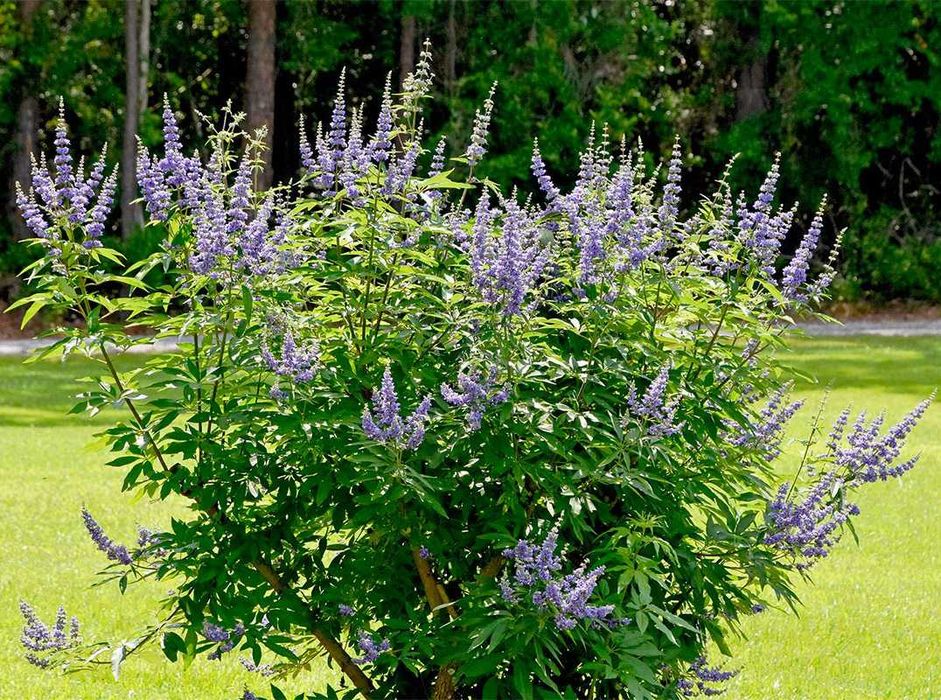 Тоғмурч дарахти кучатлари - Саженцы горного  душистого перца