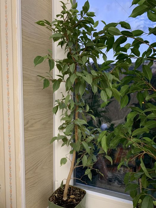 Продам пестрый Бенжамин , Пальму