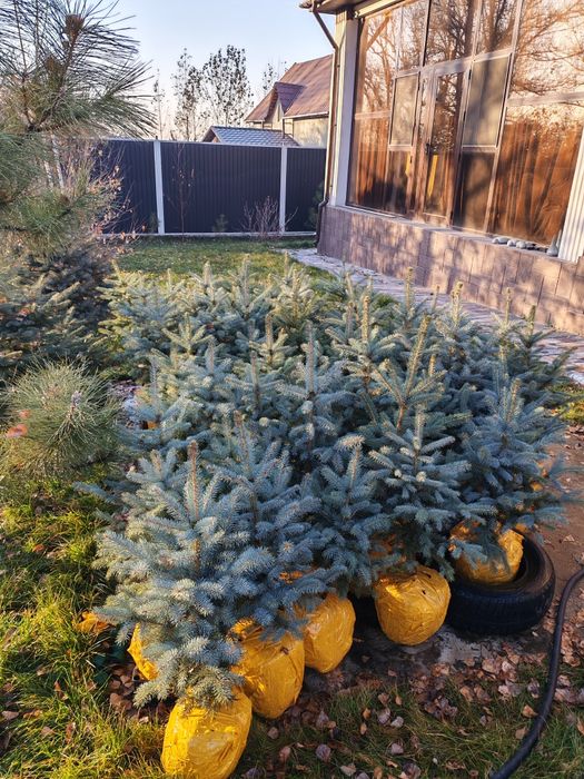 Ели голубые от 70 до 90см