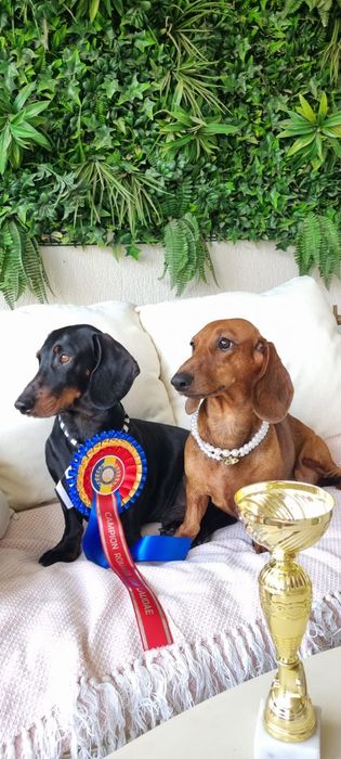 Teckel dachshund pedigree FCI, mascul
