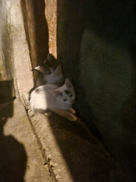 подарявам котета