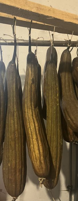 Seminte Lufa Elida (burete vegetal)