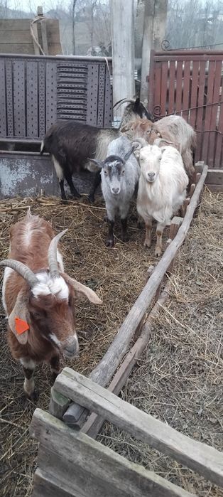 Capre tinere de vânzare