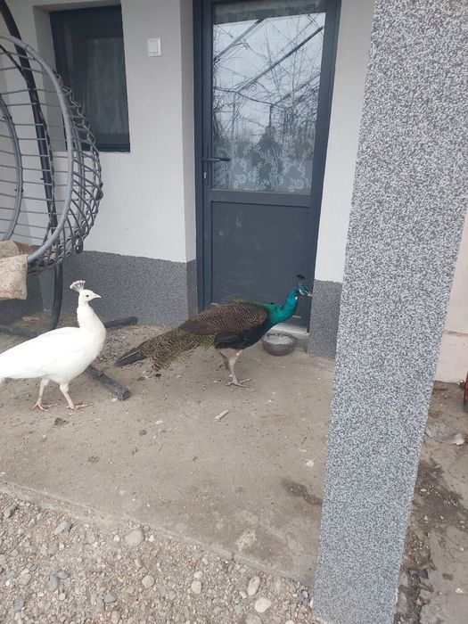 Vând familie de păuni