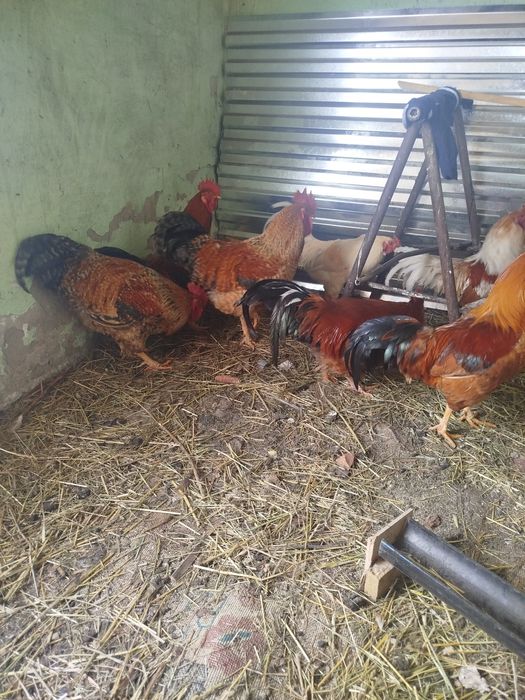 Петух на мясо продам