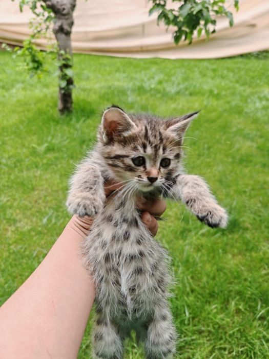 Кошки 3 котенок