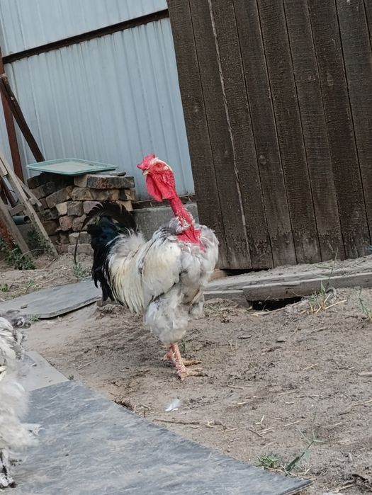 Испанка Голошейка қораздар