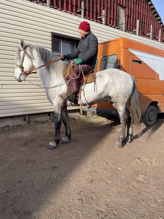 Продам жеребца .