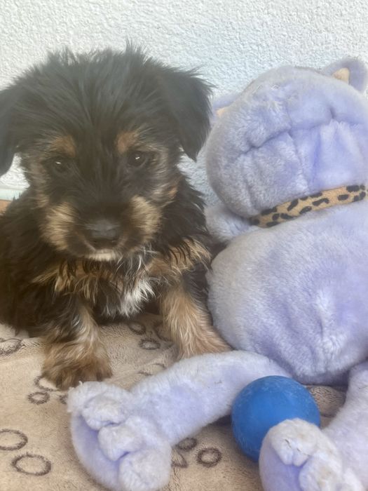 Йоркширски териери