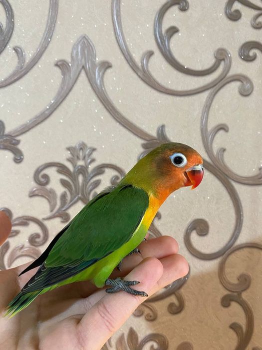 Ruchnoy popugay nerazluchka sotiladi