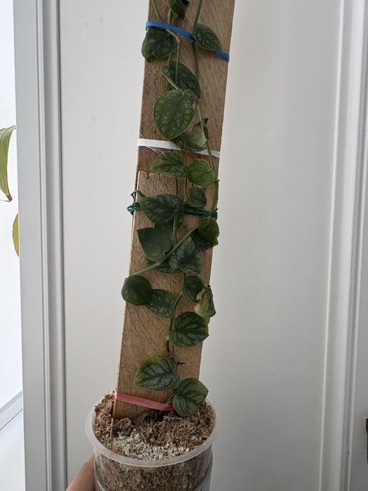 продам монстеру дубия и стрелицию