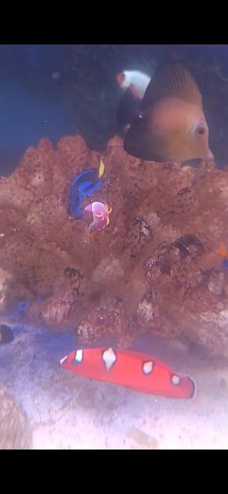 Морские рыбы разные