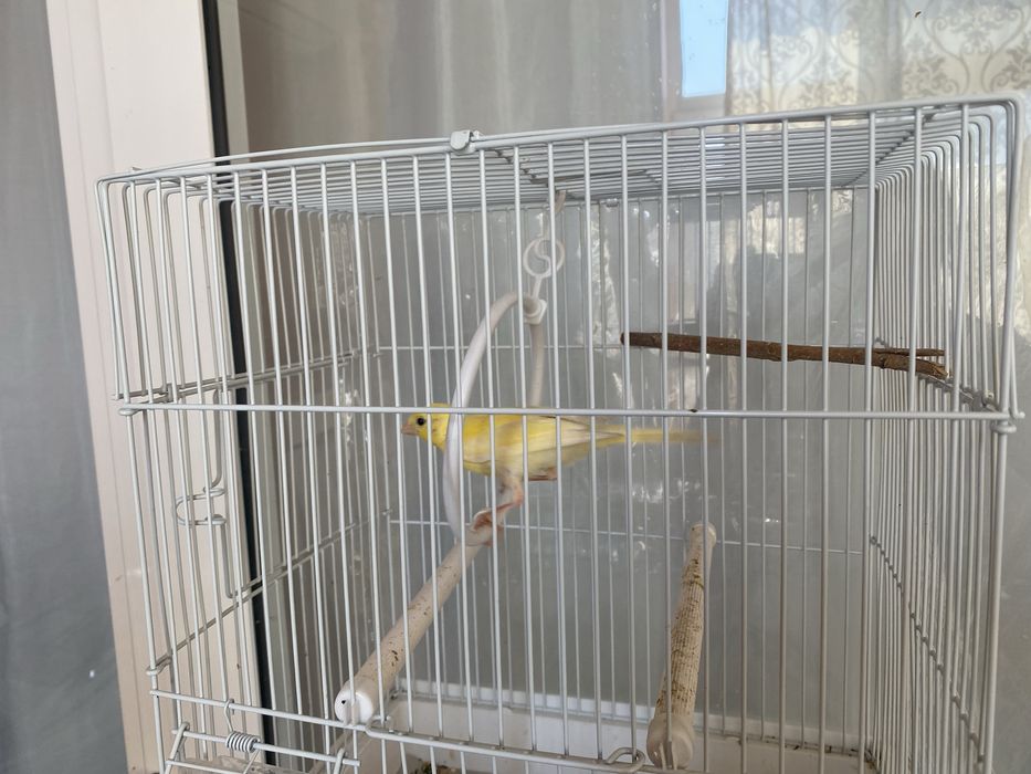 Канарейка сотилади срочно