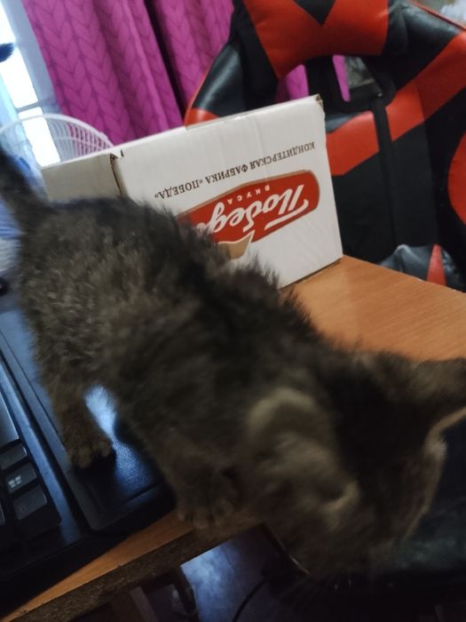 Отдам котенка(девочка) в надежные руки