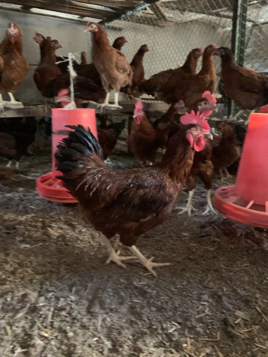 Ханхяп жўжалари сотилади xan xyap хан хяп корея