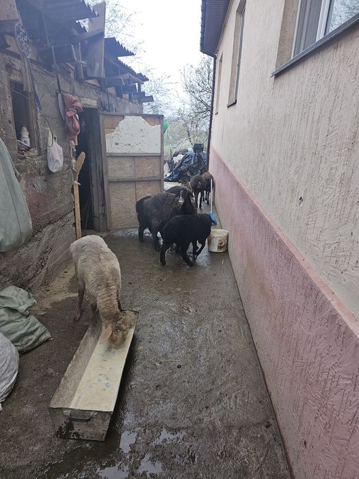 матки с ягнятами