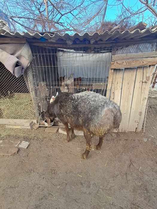 Кучкор сотилади.