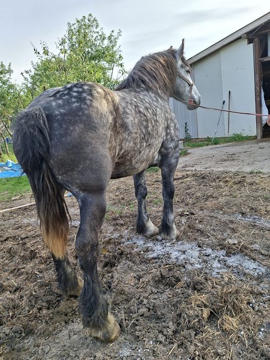 Vand iapa sura  4 ani , gestanta