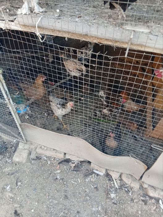Srochna sotiladi yaponxuroz va tavuglar