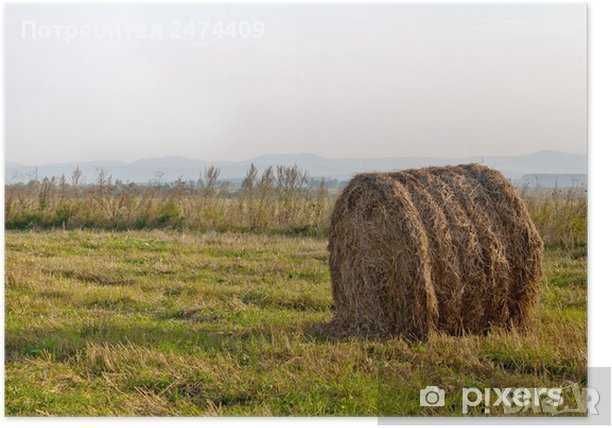 Ечемик ,пшеница и царевица