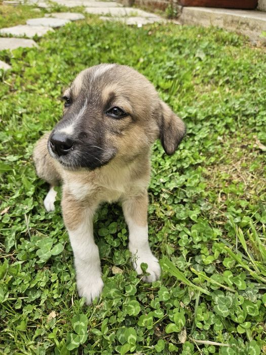 Малки кученца търсят дом