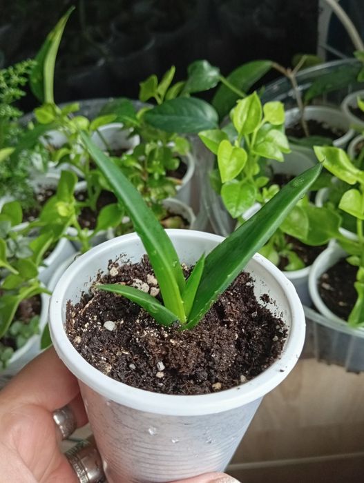 Отростки комнатных растений