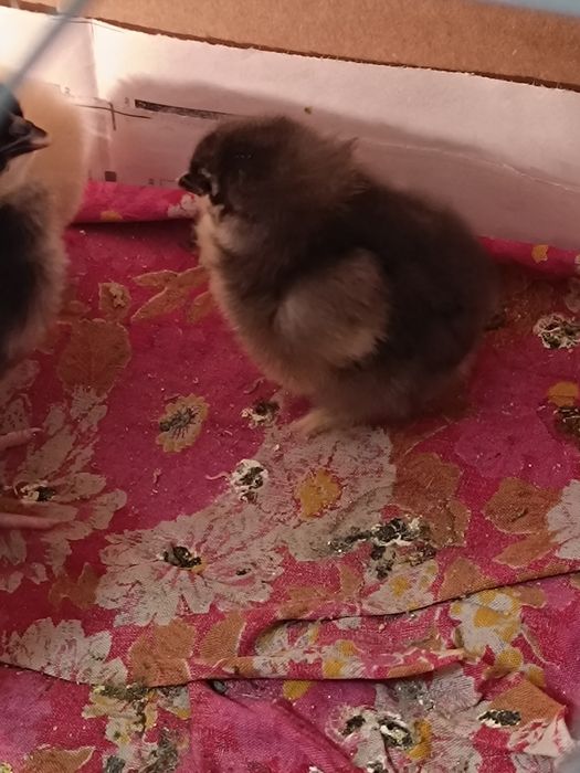 Инкубационное яйцо.