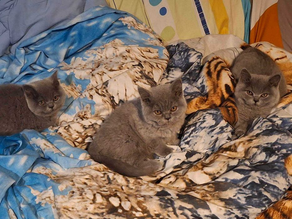 Британски сини късокосмести котенца