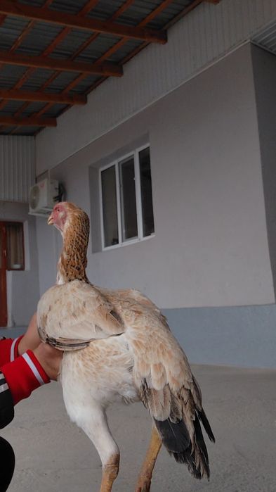 Дакан курица на продаже