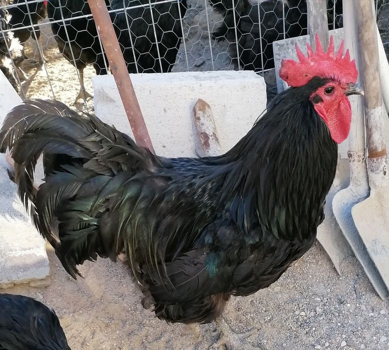 Vând cocoș Australorp crescut natural
