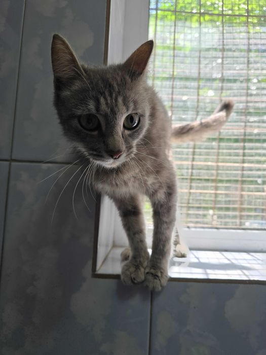 Чудо ищет семью!