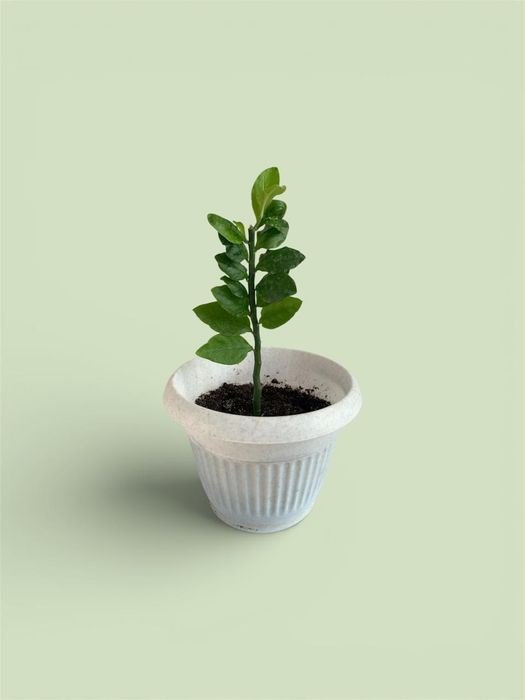 Продается домашние цветы