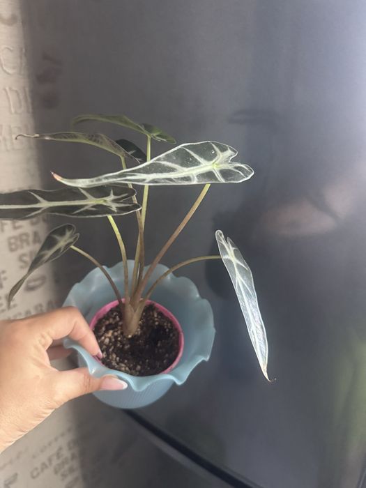 Продам комнатные цветы